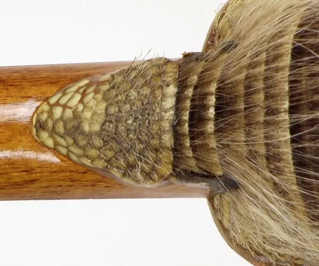 Bolivian charango with armadillo carapace 09