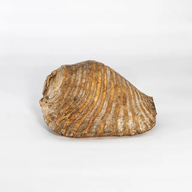 Pututu (conch shell)
