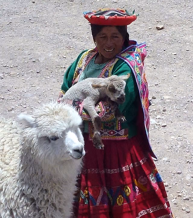 Alpacas de la sierra sur en Chimboya, Perú