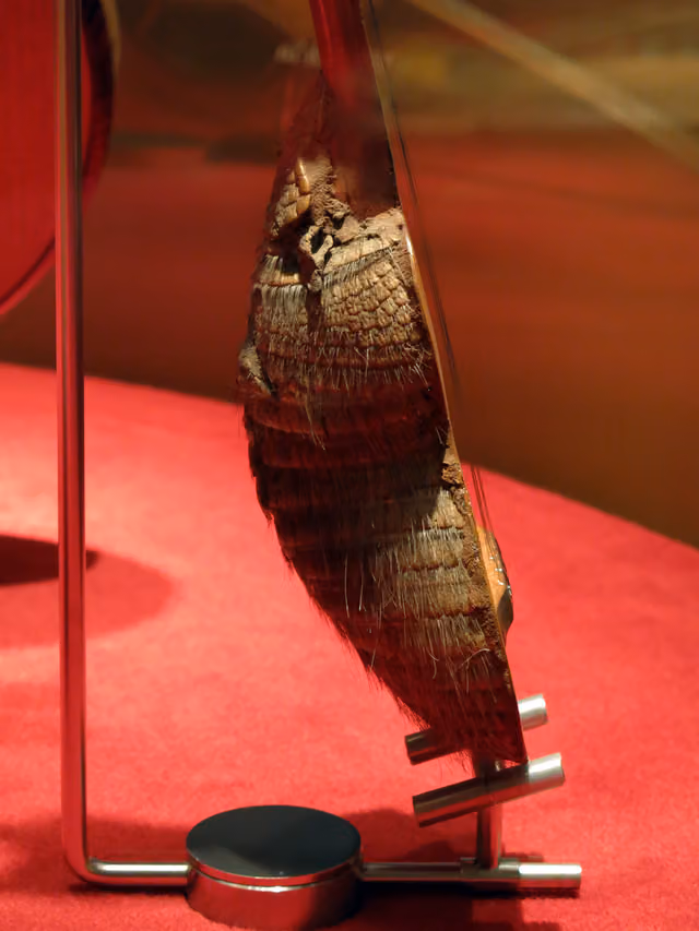 Charango en el Museu de la Música de Barcelona (2013)