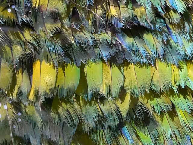 Ch'uxjña de Quena-quena (feather collection, Musef)