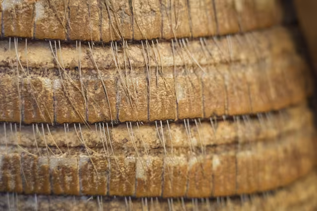 Charango with armadillo shell (detail)