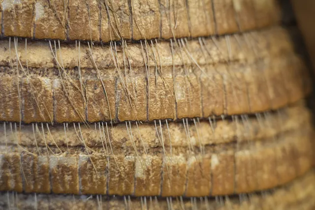 Charango con caparazón de armadillo (detalle)