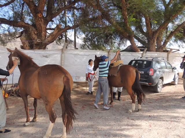 Preparación de los caballos para la fiesta de Molinos