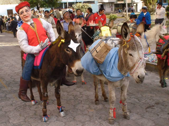 Donkeys in Calpi (photo 006)
