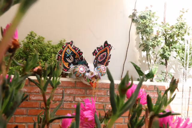 Diablada que florece