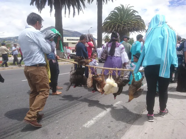 The “Rama de Gallo” walk the streets of Ibarra