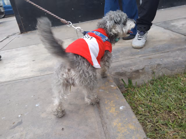 Mascot in patriotic dress at the parade