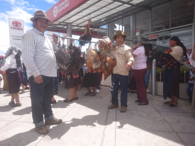 Rama de gallos in Ibarra