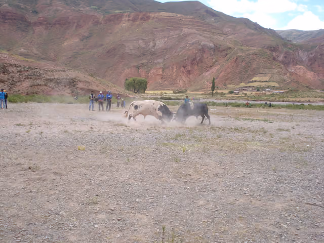 Bull tinku in Huanacoma
